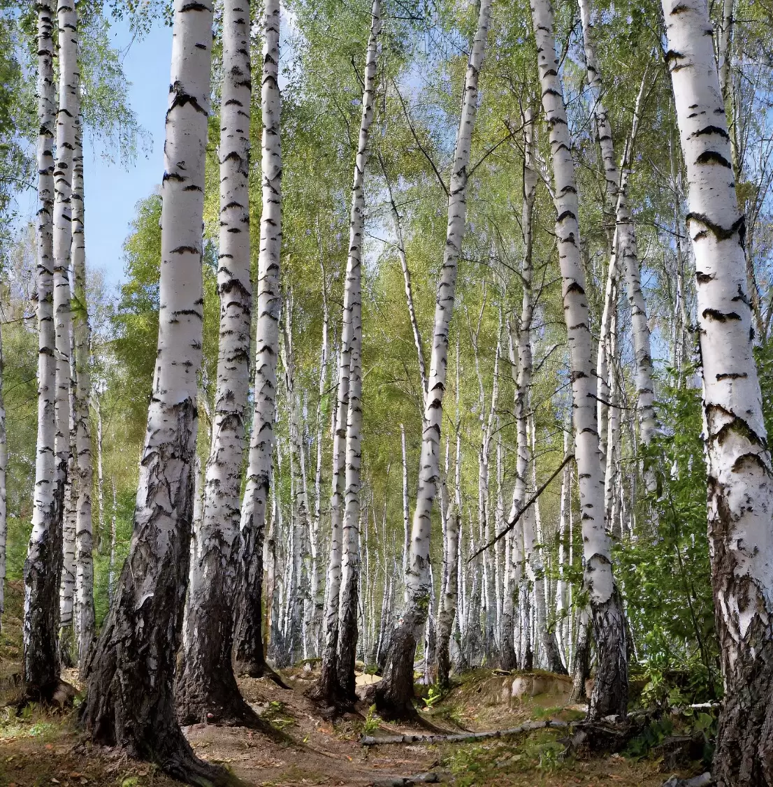 a forest of birch trees